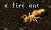 fireant
