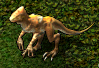 raptor